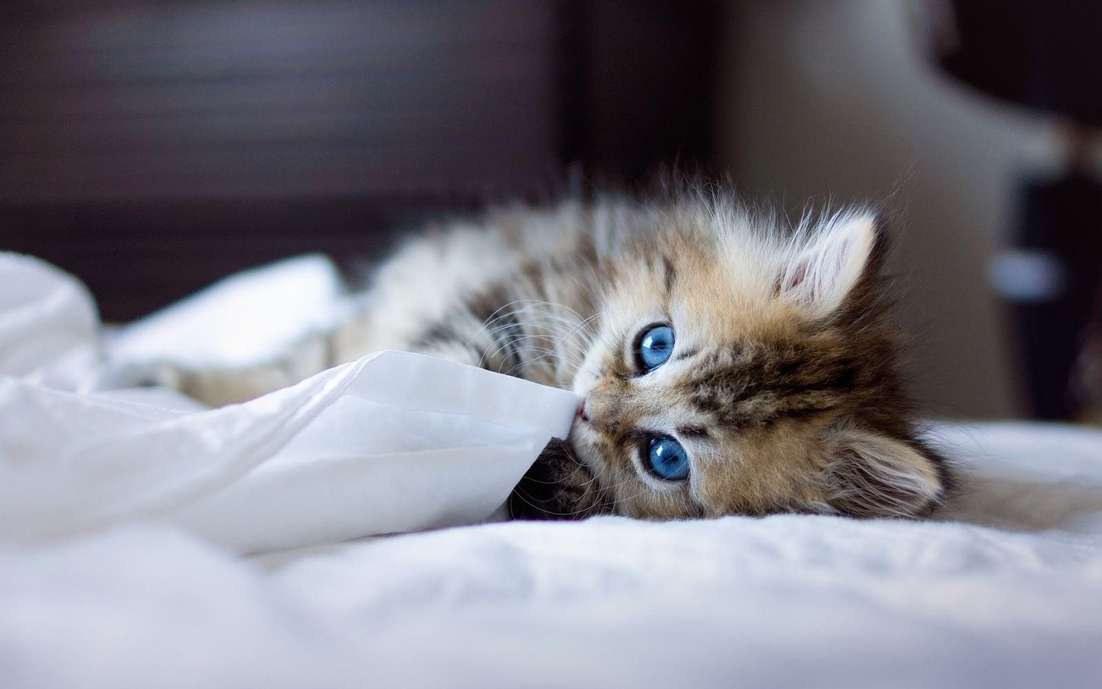 gato1