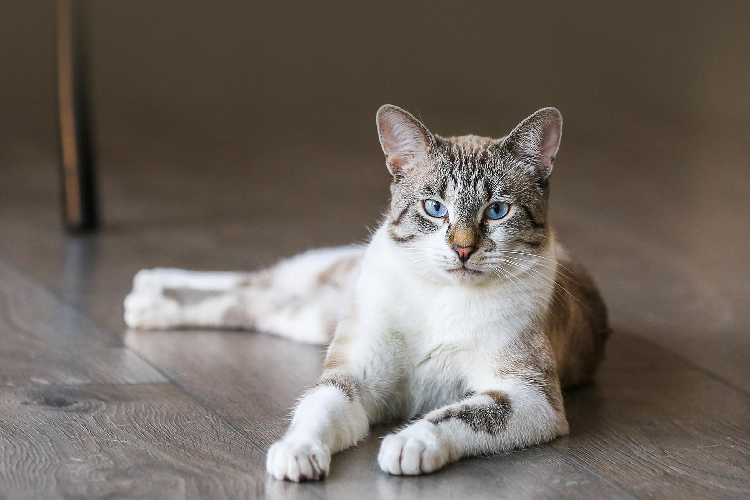 gato2